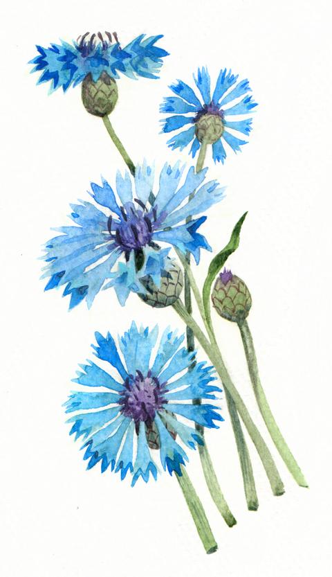 Kornblumen säen